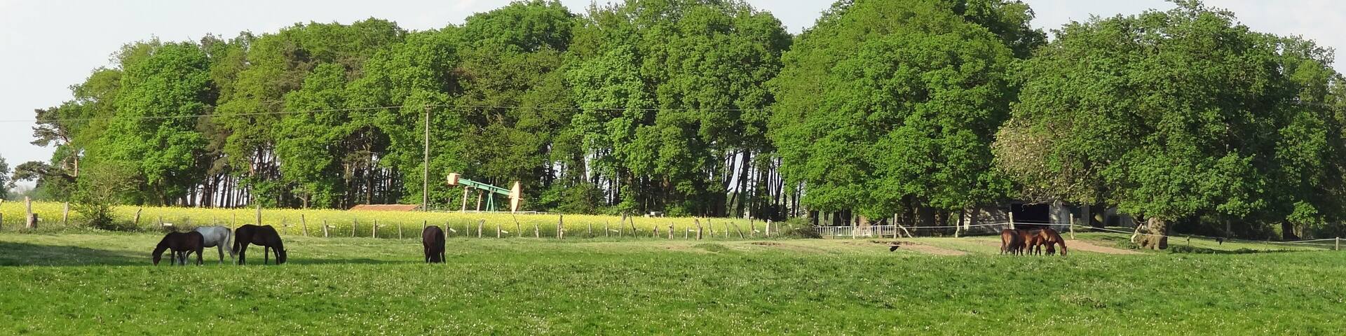 Das Naturschutzgebiet Meppener Kuhweide. Im Vordergrund zu sehen, eine Pferdeherde. Das halten von Pferden, Kühen, Schafen und Ziegen ist hier durchaus üblich. Mittig im Hintzergrund zu sehen eine Tiefpumpe als Fördereinrichtungen zur Gewinnung von unterirdisch gelegenem Öl.