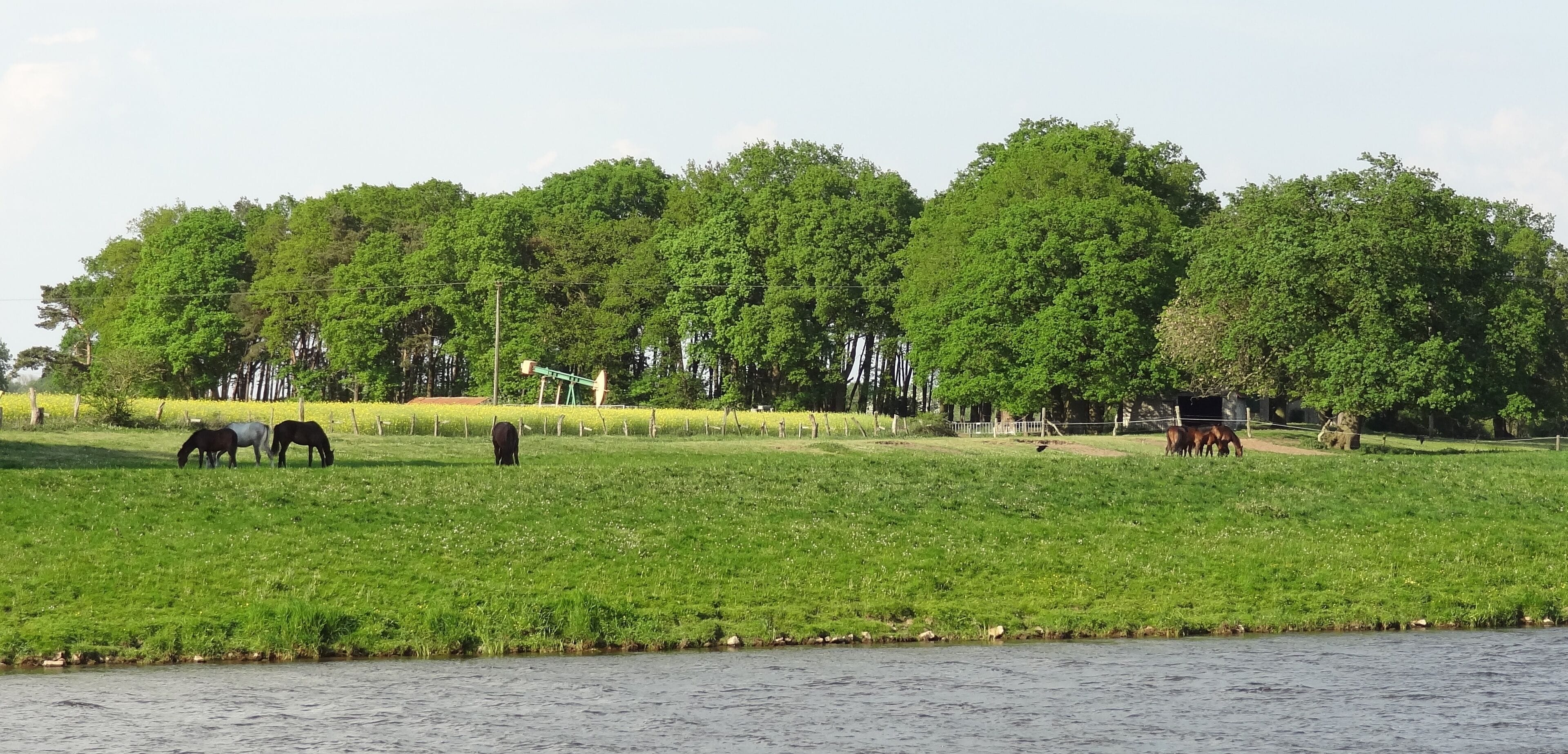 A grassy field with horses grazing near a body of water, surrounded by dense green trees.