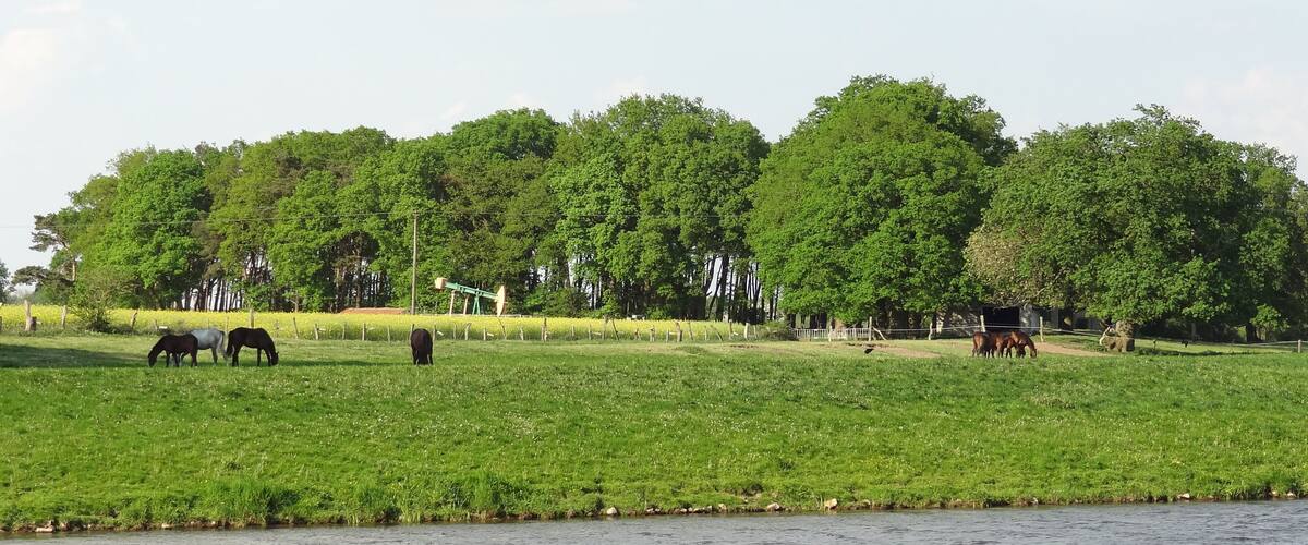 A grassy field with horses grazing near a body of water, surrounded by dense green trees.
