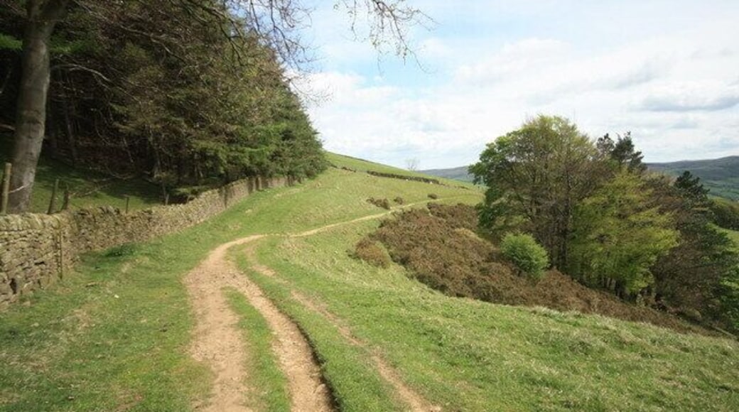 Bridleway Below Top Plantation