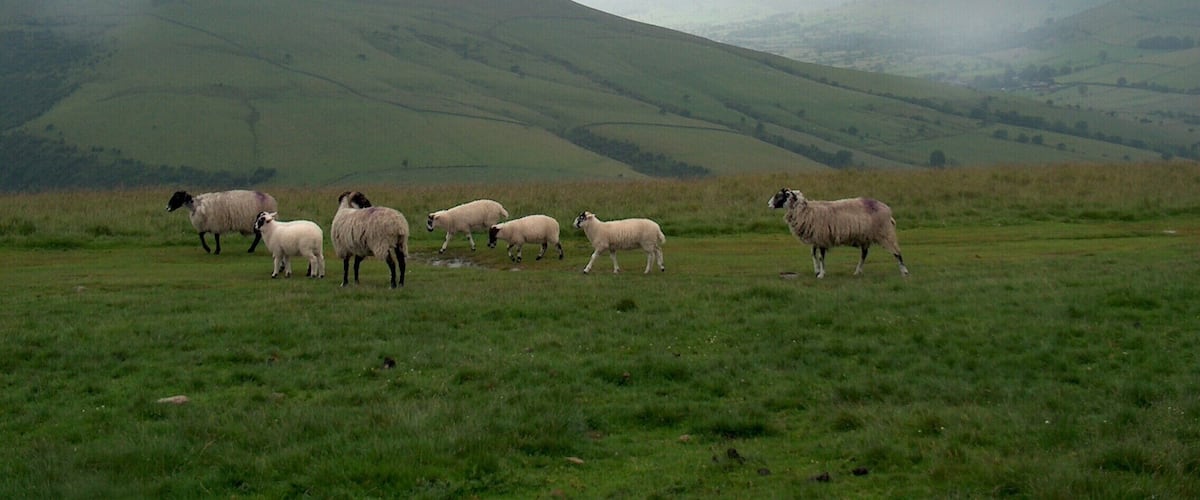 Sheep on the hillside Near Wooler Knoll, looking west towards Lose Hill.