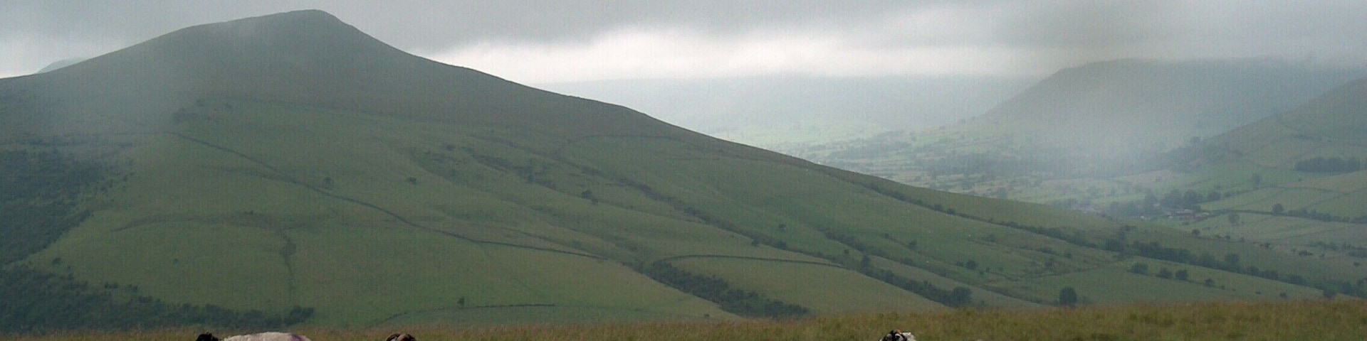 Sheep on the hillside Near Wooler Knoll, looking west towards Lose Hill.