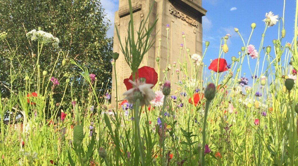 A lovely memory of our summer hols in hope valley . Wild flowers in Hope .