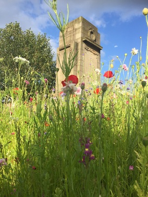 A lovely memory of our summer hols in hope valley . Wild flowers in Hope .