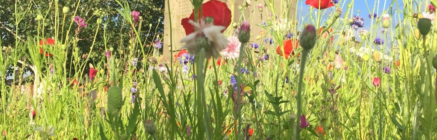 A lovely memory of our summer hols in hope valley . Wild flowers in Hope .