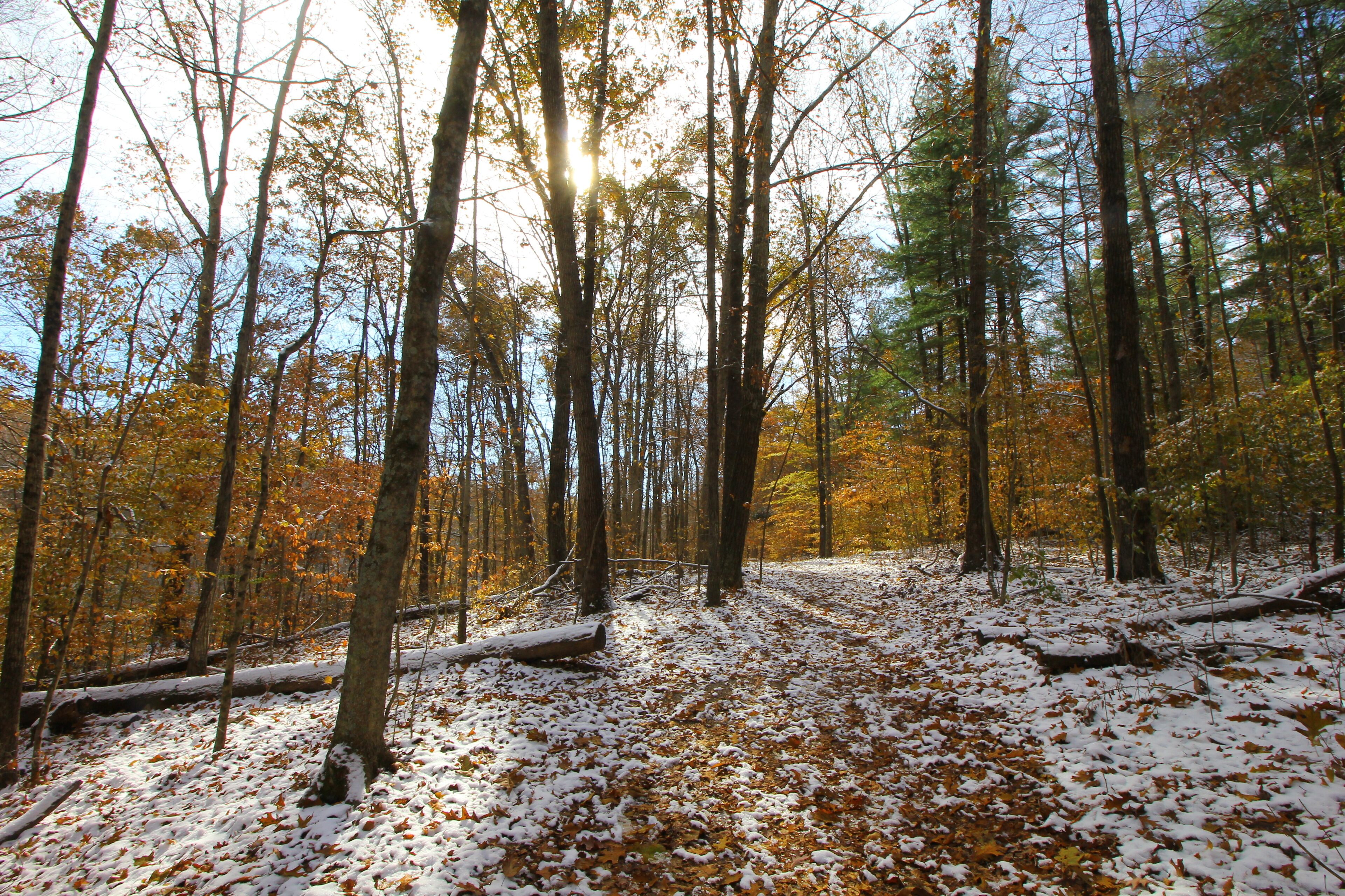 Hemlock Cliffs after a Light Snowfall, Indiana