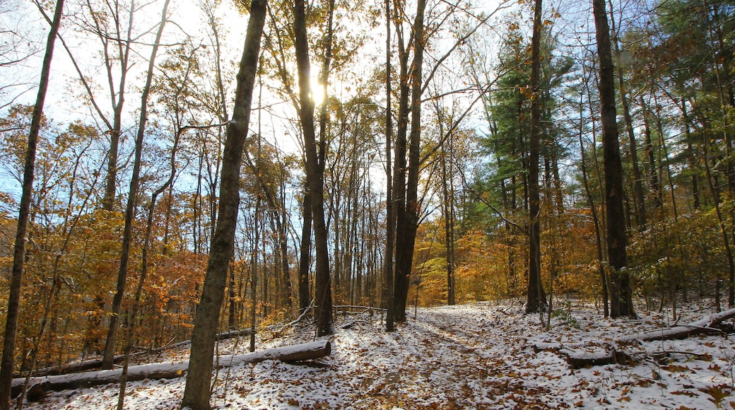 Hemlock Cliffs after a Light Snowfall, Indiana