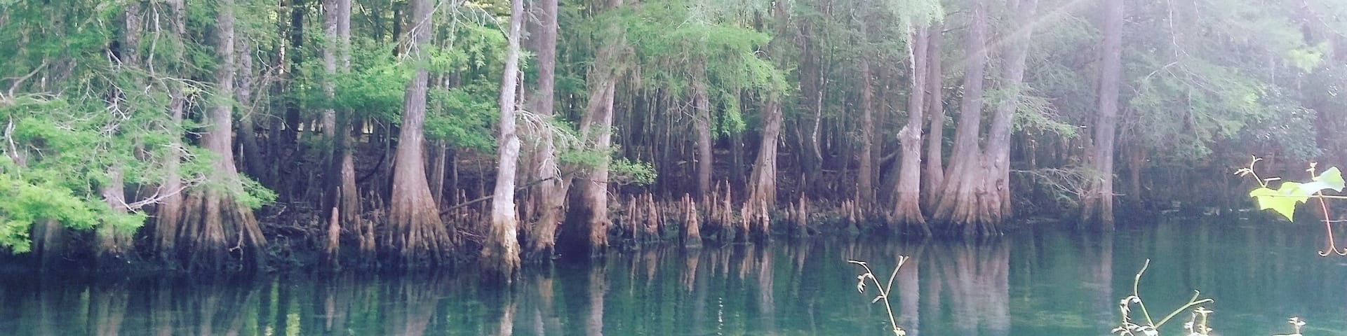 Manatee Springs is a great spot to see the Florida Springs wildlife, especially early in the morning when the park opens! Read more about Manatee Springs at www.gonewanderingweb.com #Wanderlust #Explore #Travel #NaturalSprings #Florida #StateParks #Camping