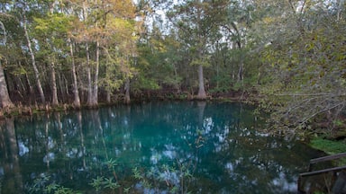 Manatee Springs State Park, Chiefland, Florida