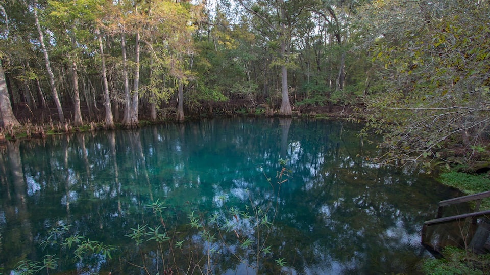 A serene lake surrounded by tall trees and dense foliage.