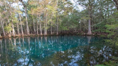 Manatee Springs State Park, Chiefland, Florida