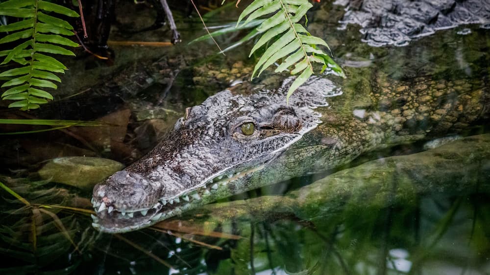 A crocodile partially submerged in water with green foliage in the background.