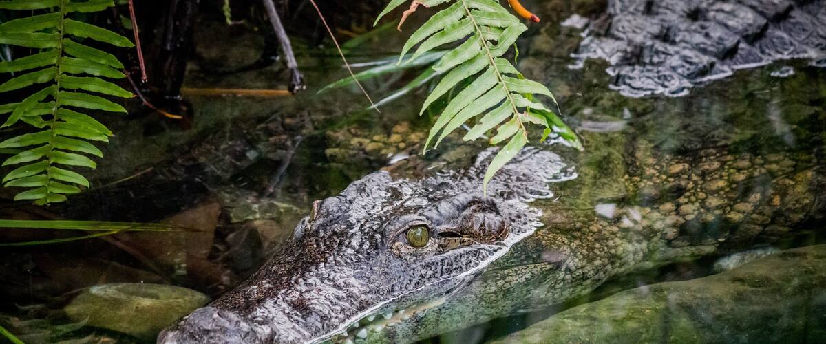 A crocodile partially submerged in water with green foliage in the background.
