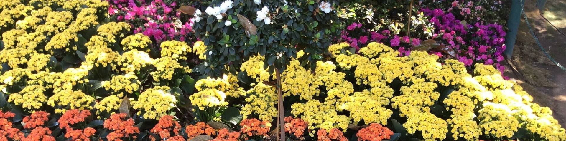 Flower festival in late Dec and Jan every year. No entrance fee.