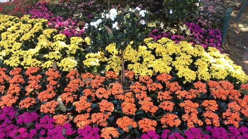 Flower festival in late Dec and Jan every year. No entrance fee.