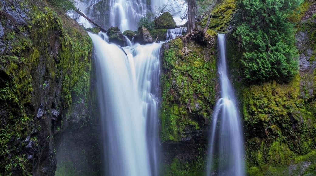 Falls Creek Falls is an amazing waterfall near Columbia River Gorge. One of the biggest waterfalls I've seen. #Green
