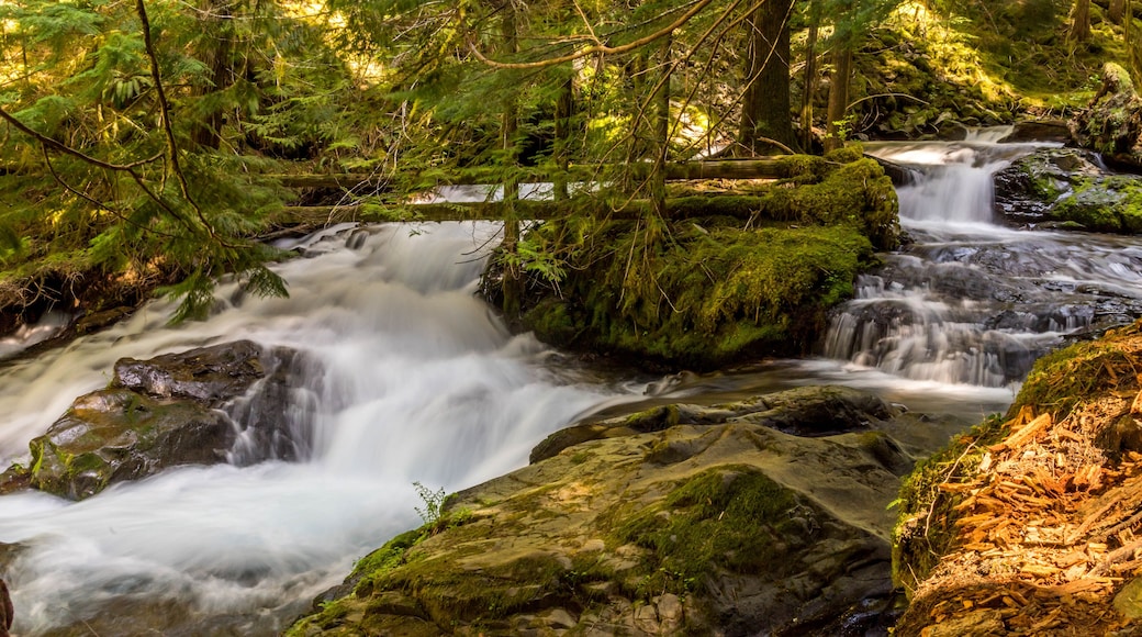 Panther Creek Falls in the Wind River Valley in Skamania County, Washington