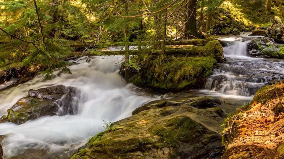 A forested area with a cascading waterfall and a small bridge.