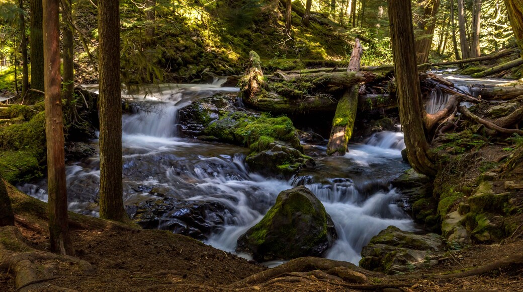 Panther Creek Falls in the Wind River Valley in Skamania County, Washington