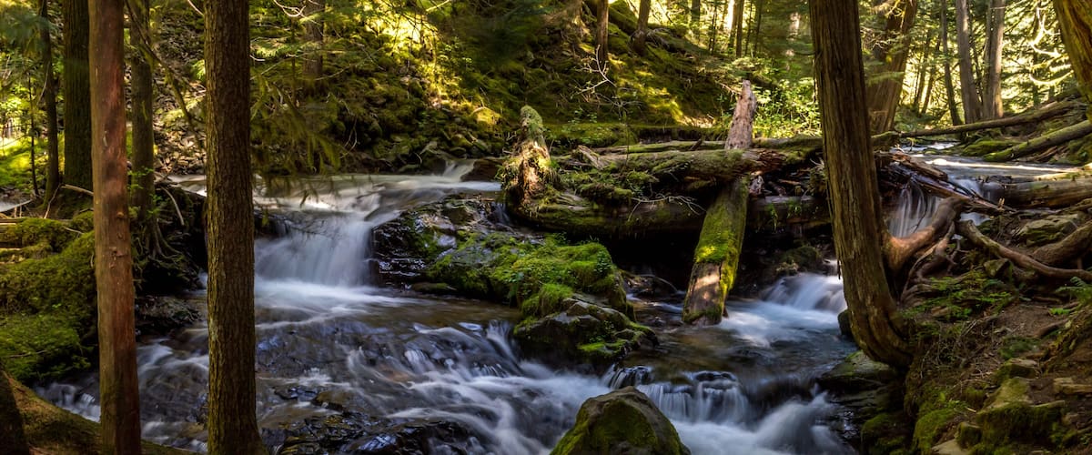 A forest stream with moss-covered rocks and fallen logs.