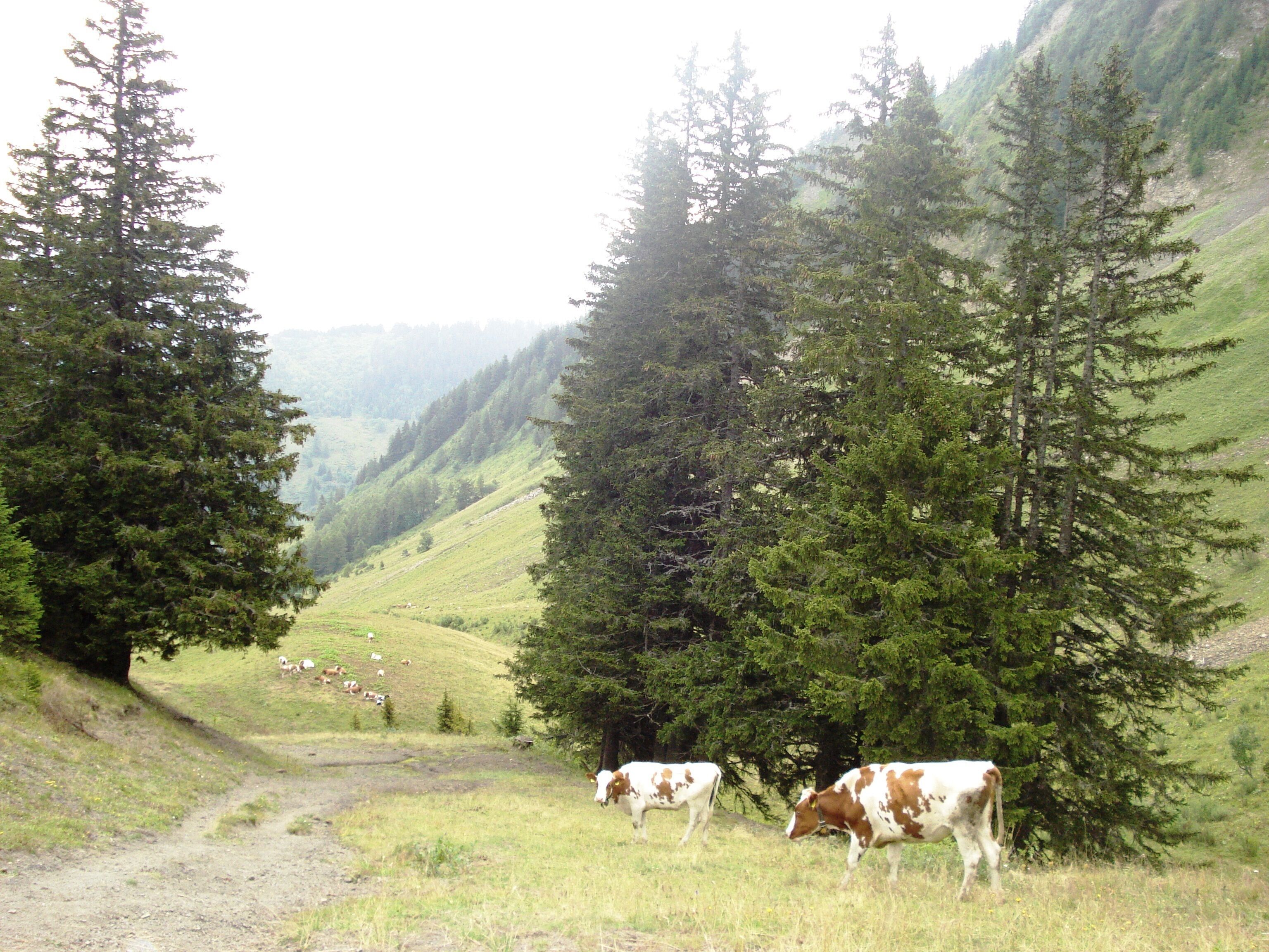 74360 La Chapelle-d'Abondance, France