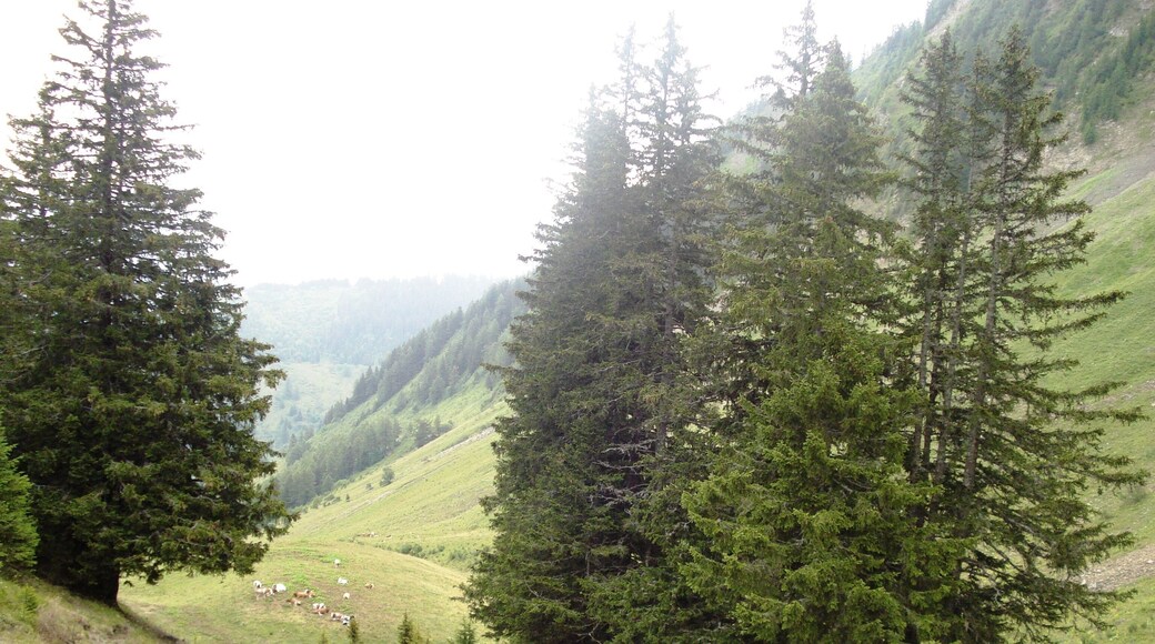 74360 La Chapelle-d'Abondance, France