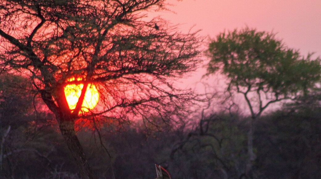 Kudu standing in front of a waterhole during sunset.
#wildlife