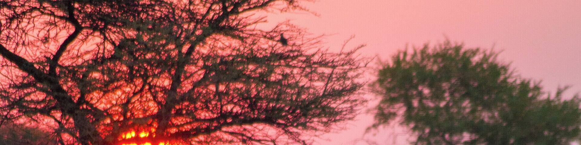Kudu standing in front of a waterhole during sunset.
#wildlife