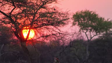 Kudu standing in front of a waterhole during sunset.
#wildlife