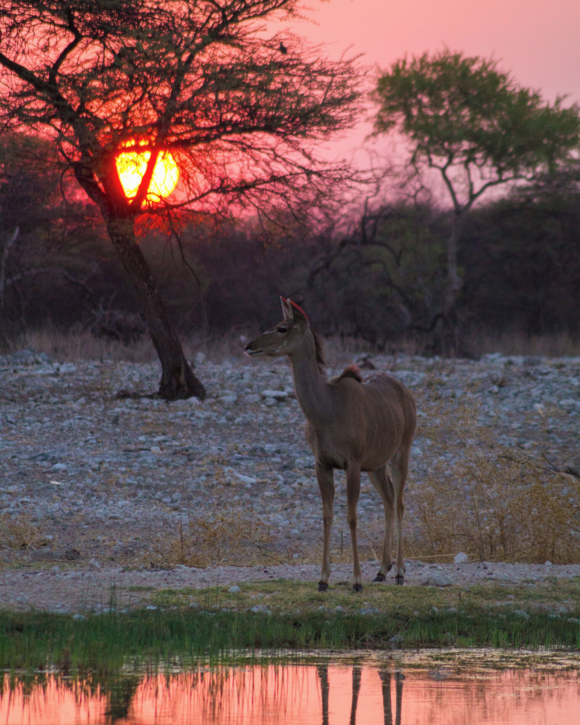 A deer standing by a body of water with a sunset in the background.