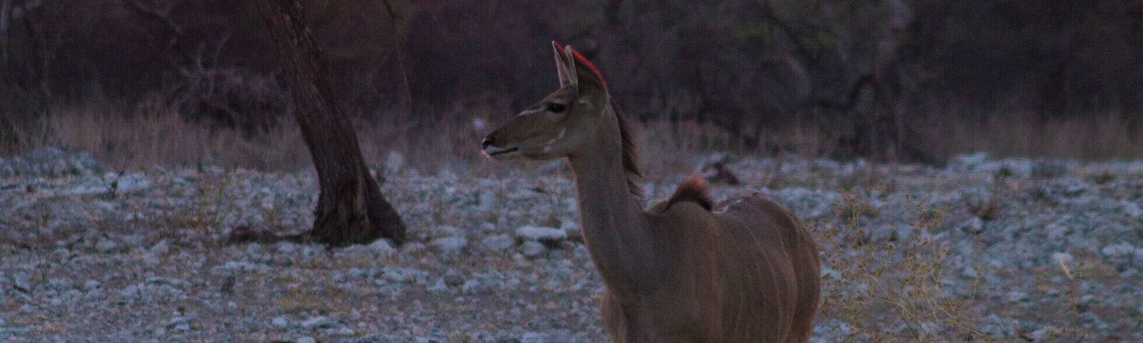 A deer standing by a body of water with a sunset in the background.