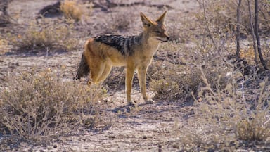 Black-backed jackal looking for a carcass.
#wildlife