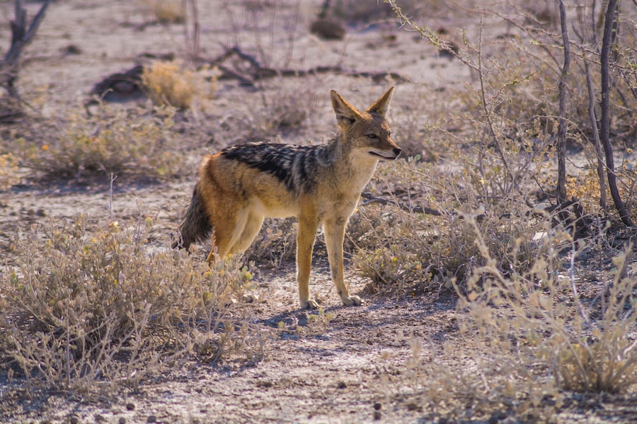 Black-backed jackal looking for a carcass.
#wildlife