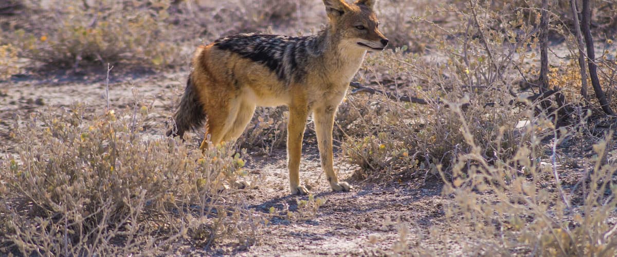 A coyote in a dry, sparse landscape with sparse vegetation and some bushes.