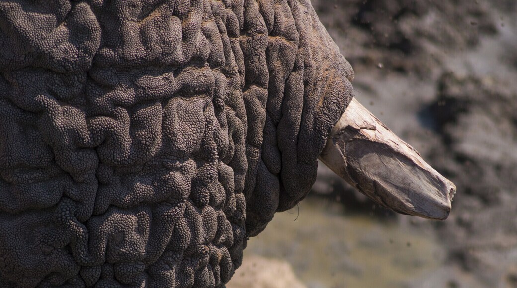 An elephant's skin.
#wildlife