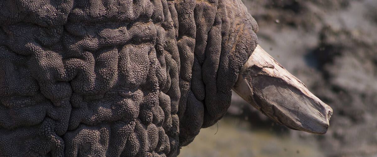 An elephant's skin.
#wildlife