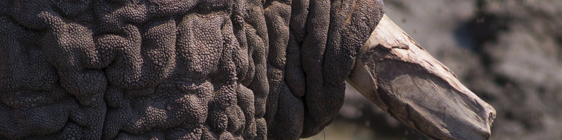 An elephant's skin.
#wildlife