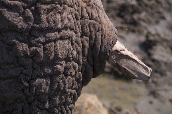 An elephant's skin.
#wildlife