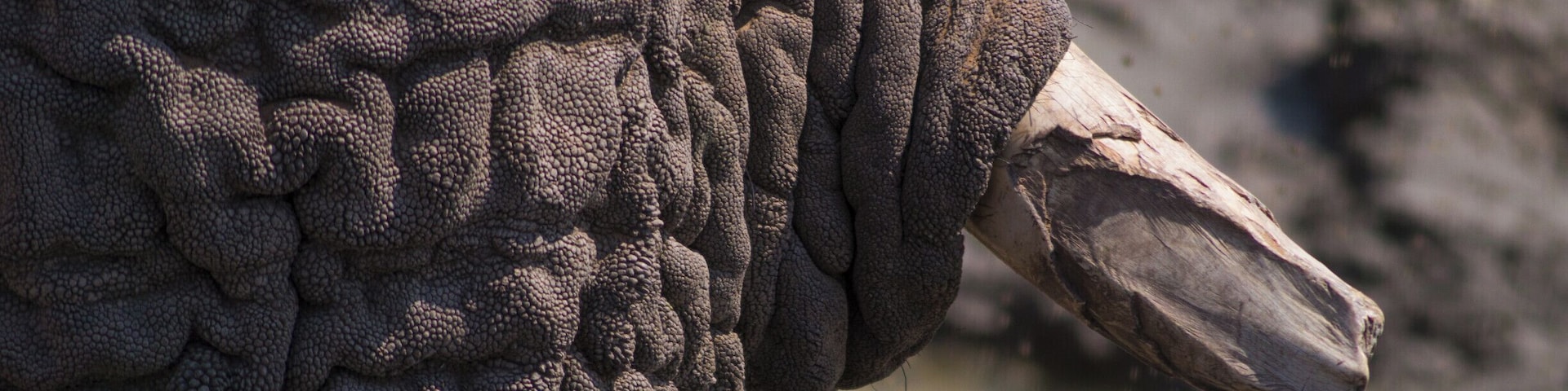 An elephant's skin.
#wildlife