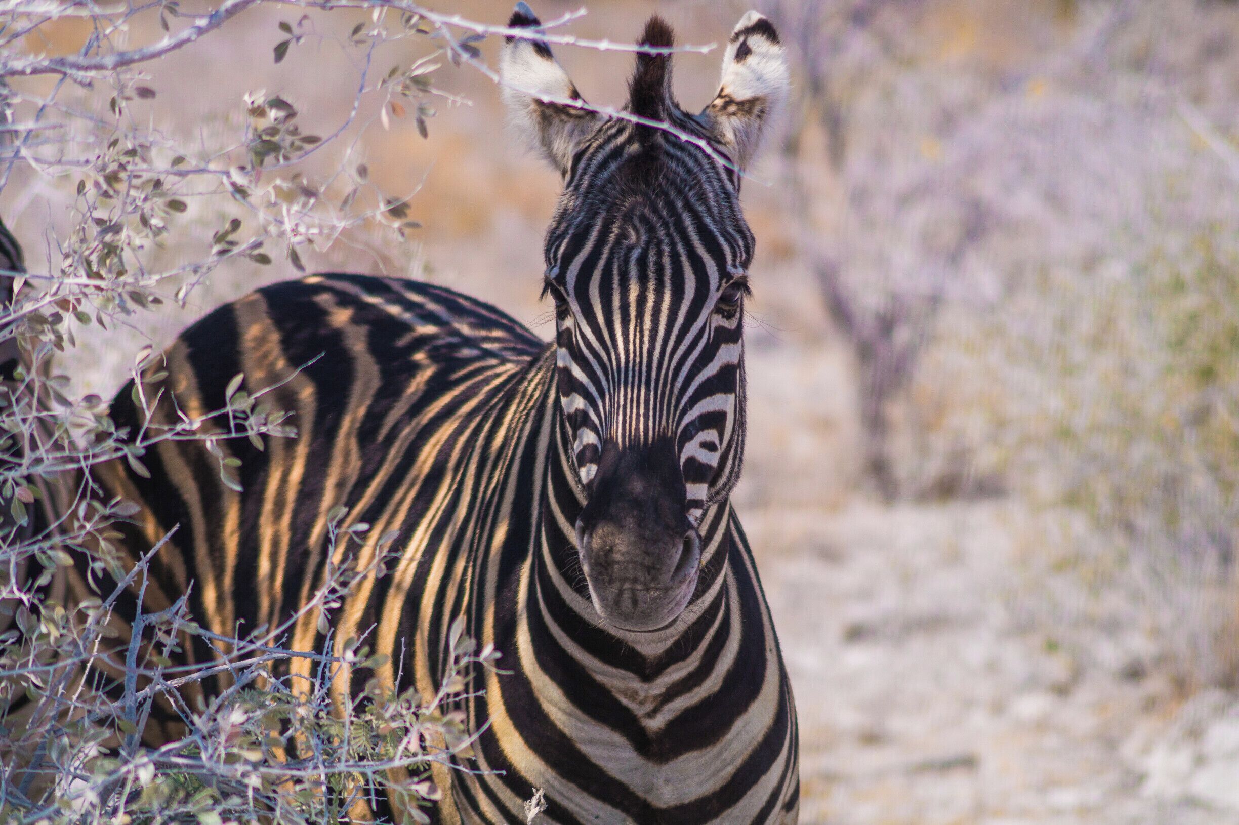 Zebra hiding in the cool shade.

#wildlife