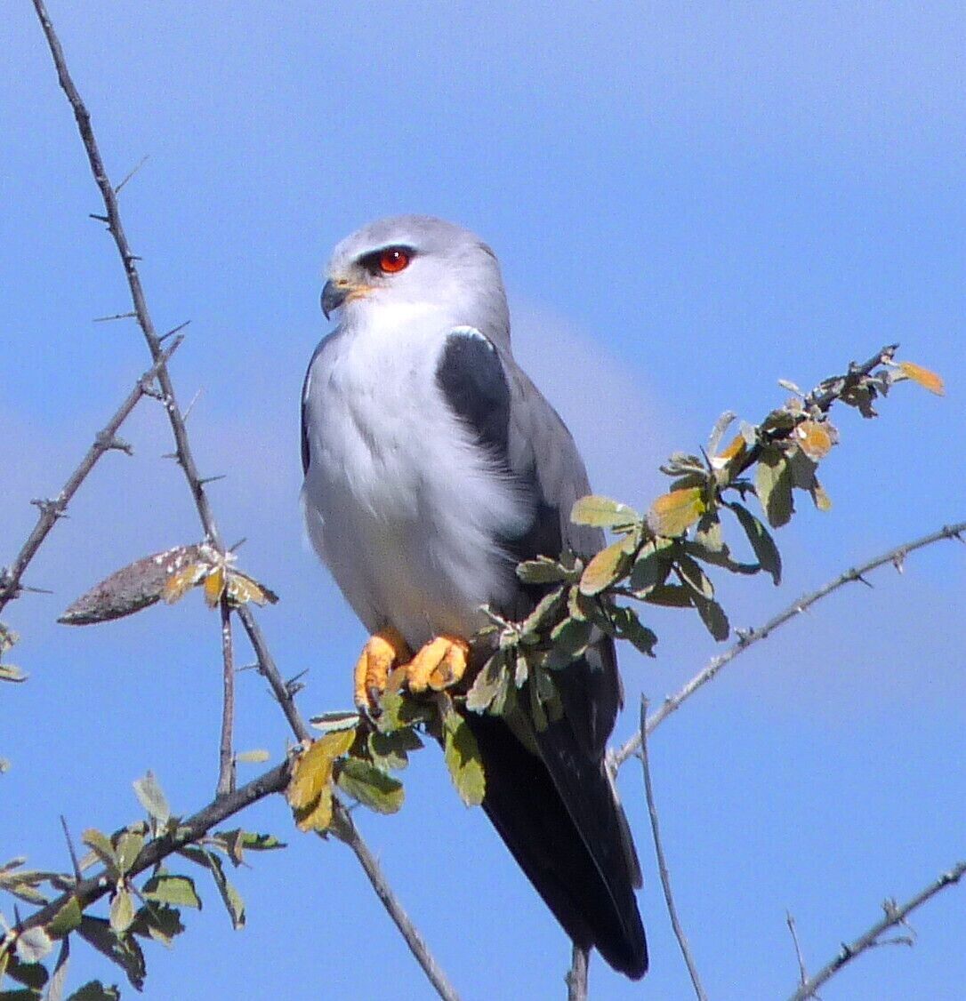 The black shouldered kite in Etosha National Park.  A serious case of "red-eye".
#nationalpark