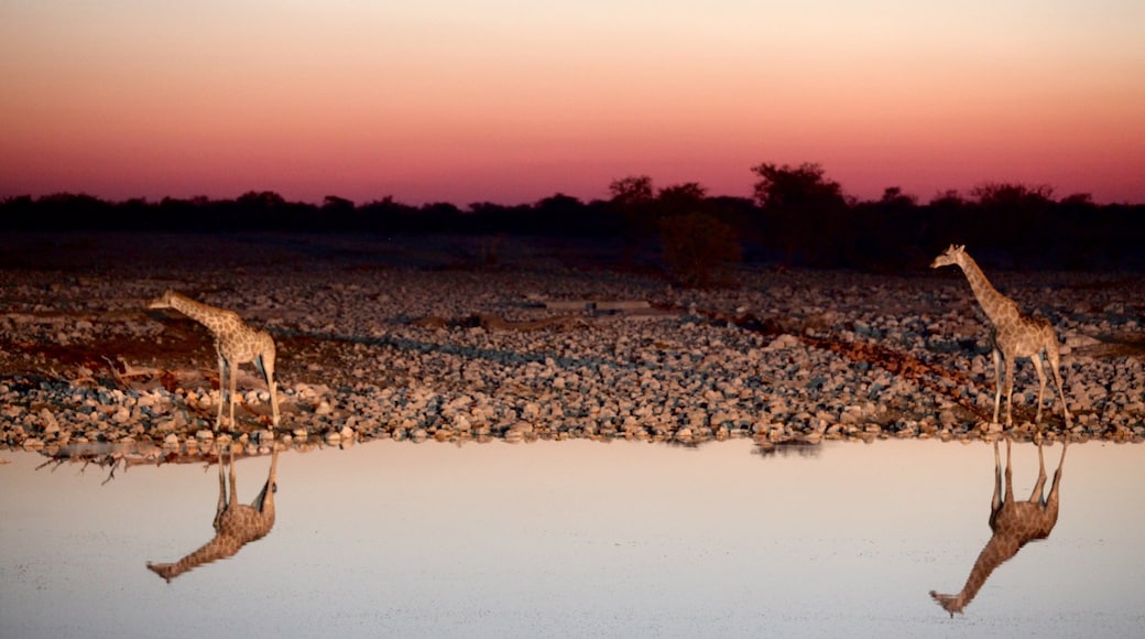 Etosha National Park og byder på en sø eller et vandhul, landdyr og en solnedgang
