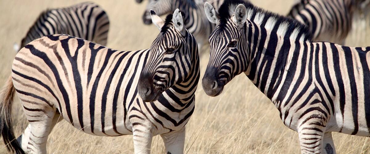 Etosha National Park