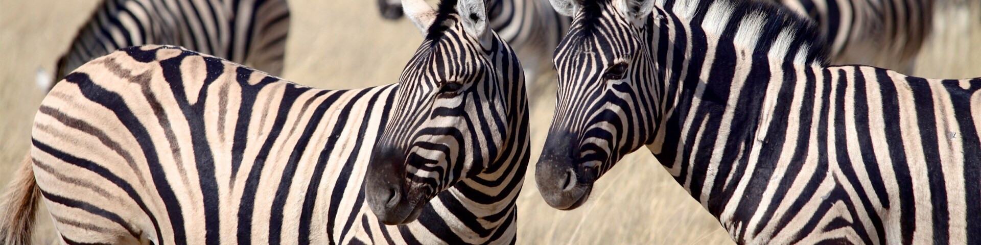 Etosha National Park
