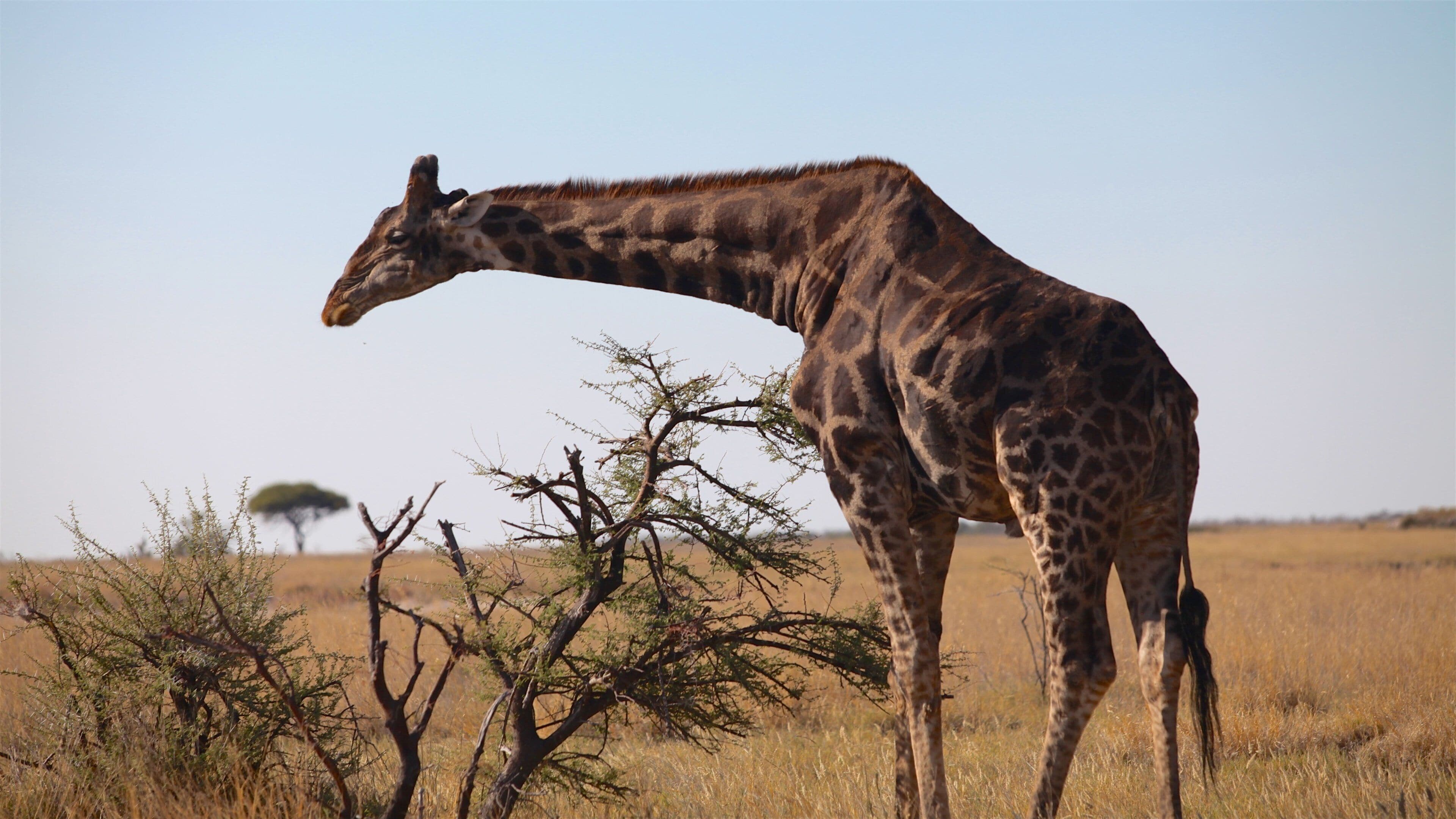 Etosha National Park