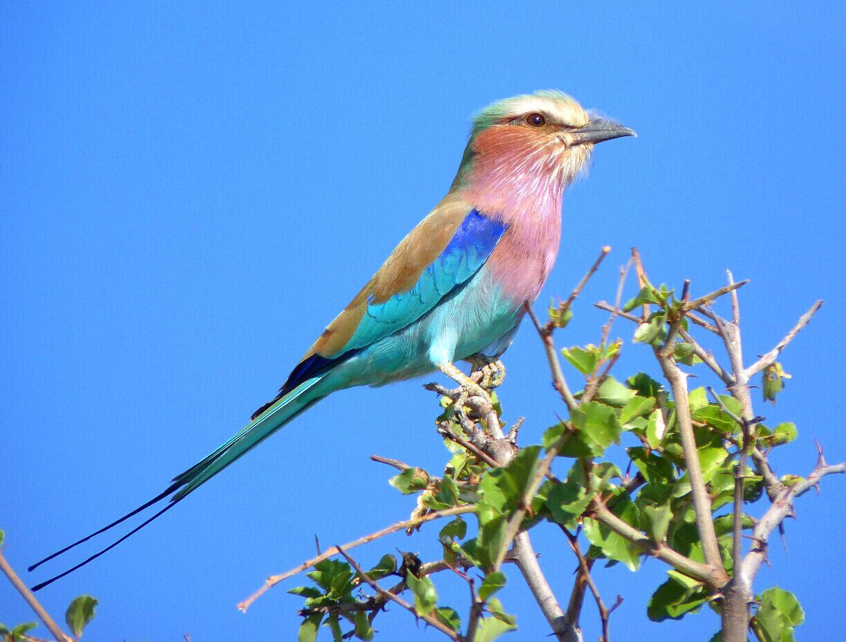 The elusive purple breasted roller.  #colorful