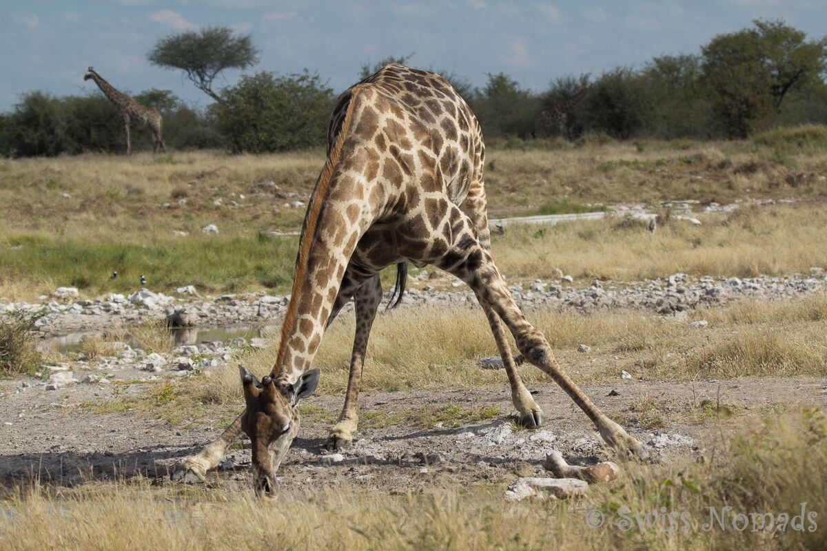 A Giraffe at a waterhole in the Etosha National Park in Namibia.

They are so funny when they drink.

You can drive trough the Etosha National Park with your own vehicle and stop wherever you want. During the drier months, you will find lots of animals around the waterholes. 

We definitely want to go back to Namibia. See why... http://www.swissnomads.com/2015/08/namibia-road-trip/