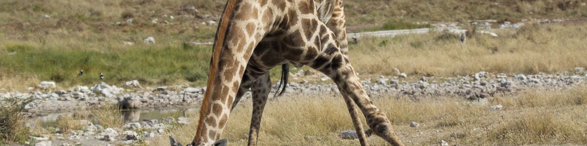 A Giraffe at a waterhole in the Etosha National Park in Namibia.
They are so funny when they drink.
You can drive trough the Etosha National Park with your own vehicle and stop wherever you want. During the drier months, you will find lots of animals around the waterholes.
We definitely want to go back to Namibia. See why... http://www.swissnomads.com/2015/08/namibia-road-trip/