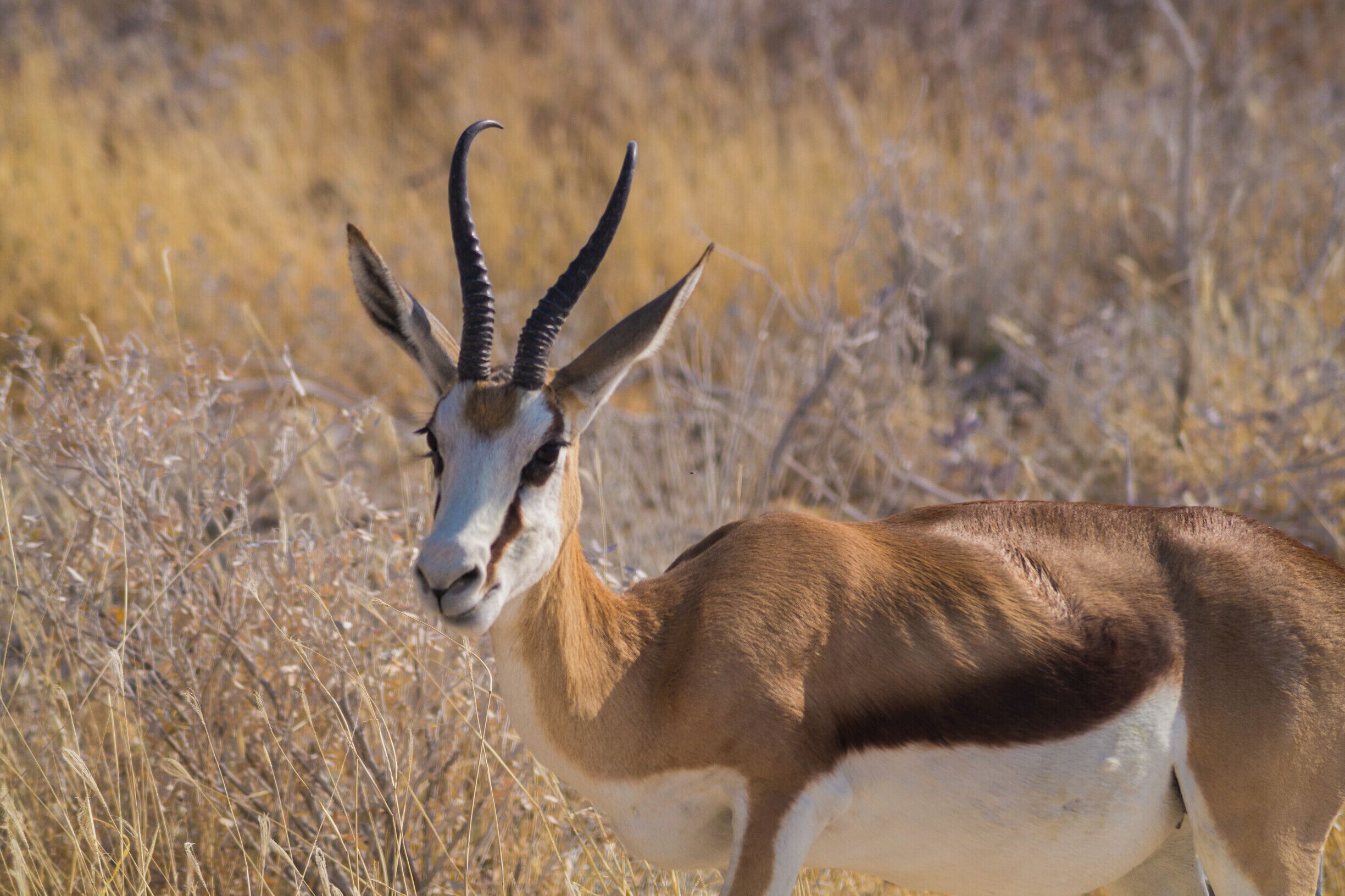Springbok in Etosha National Park.

#wildlife