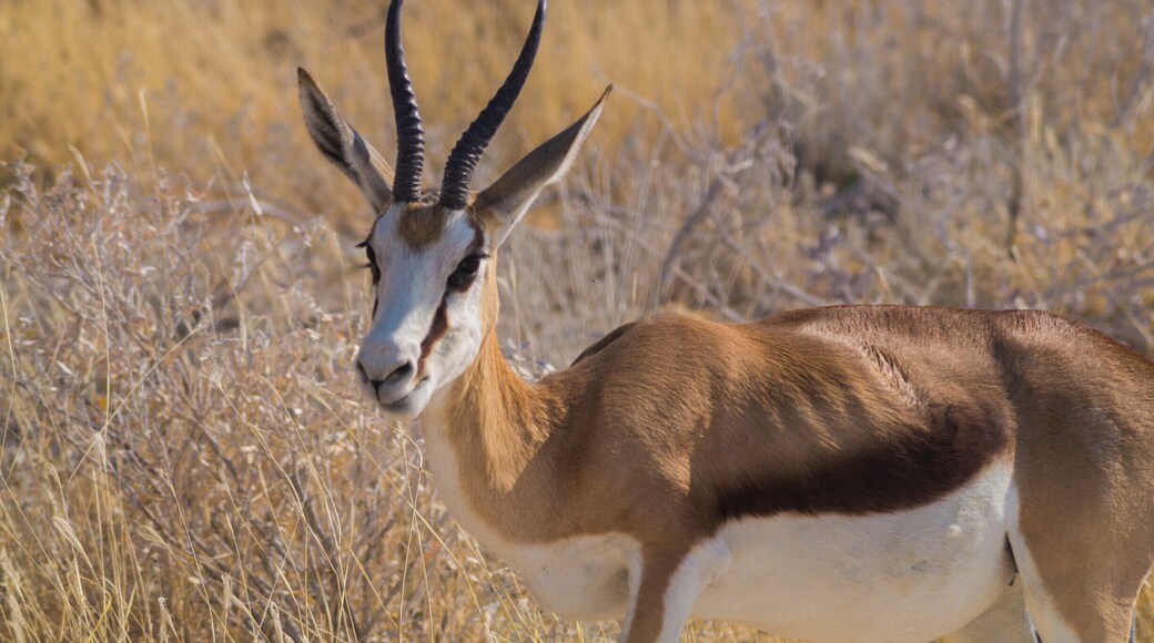 Springbok in Etosha National Park.
#wildlife